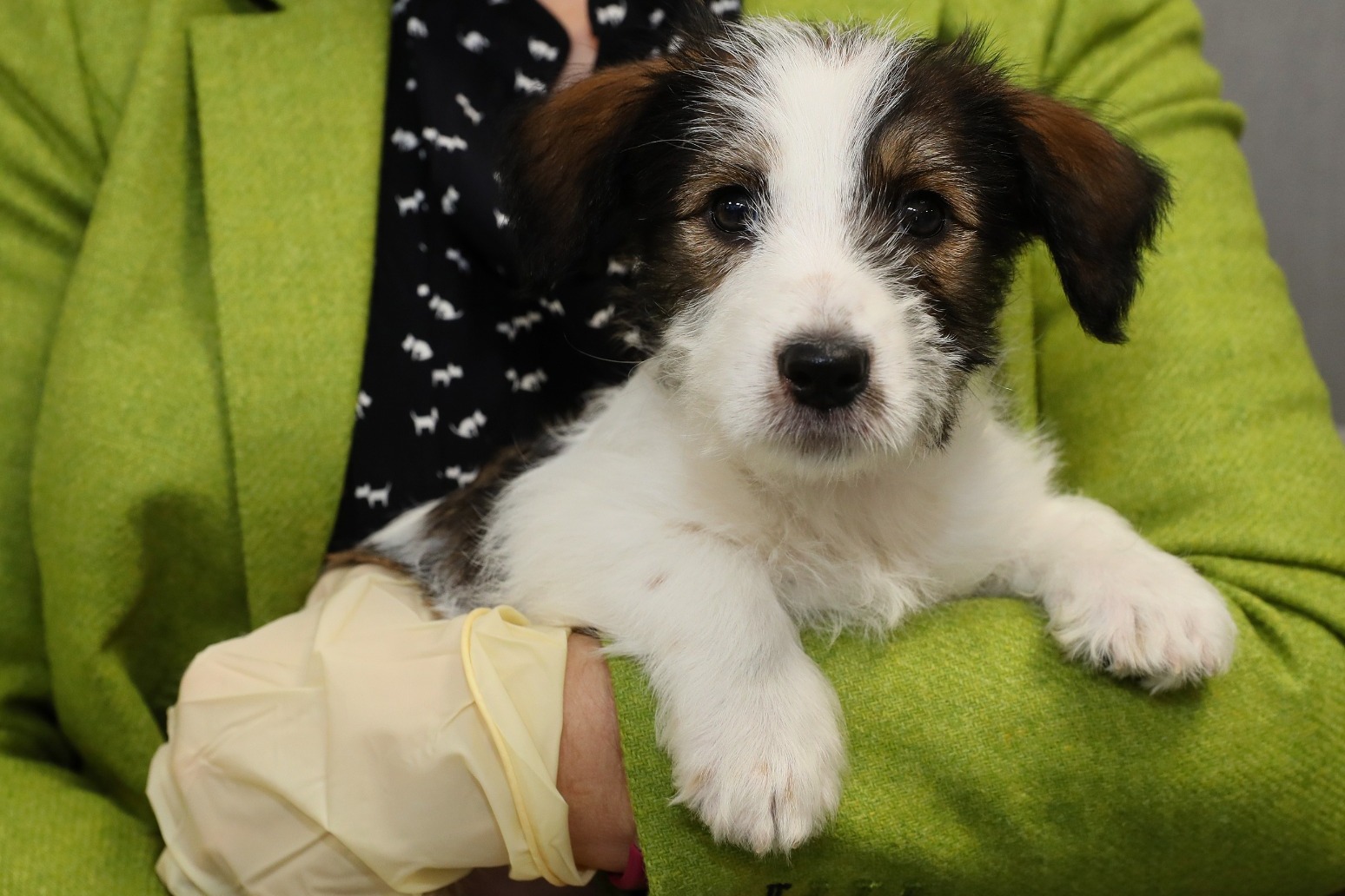 People buying a puppy this Christmas warned to avoid criminal sellers 