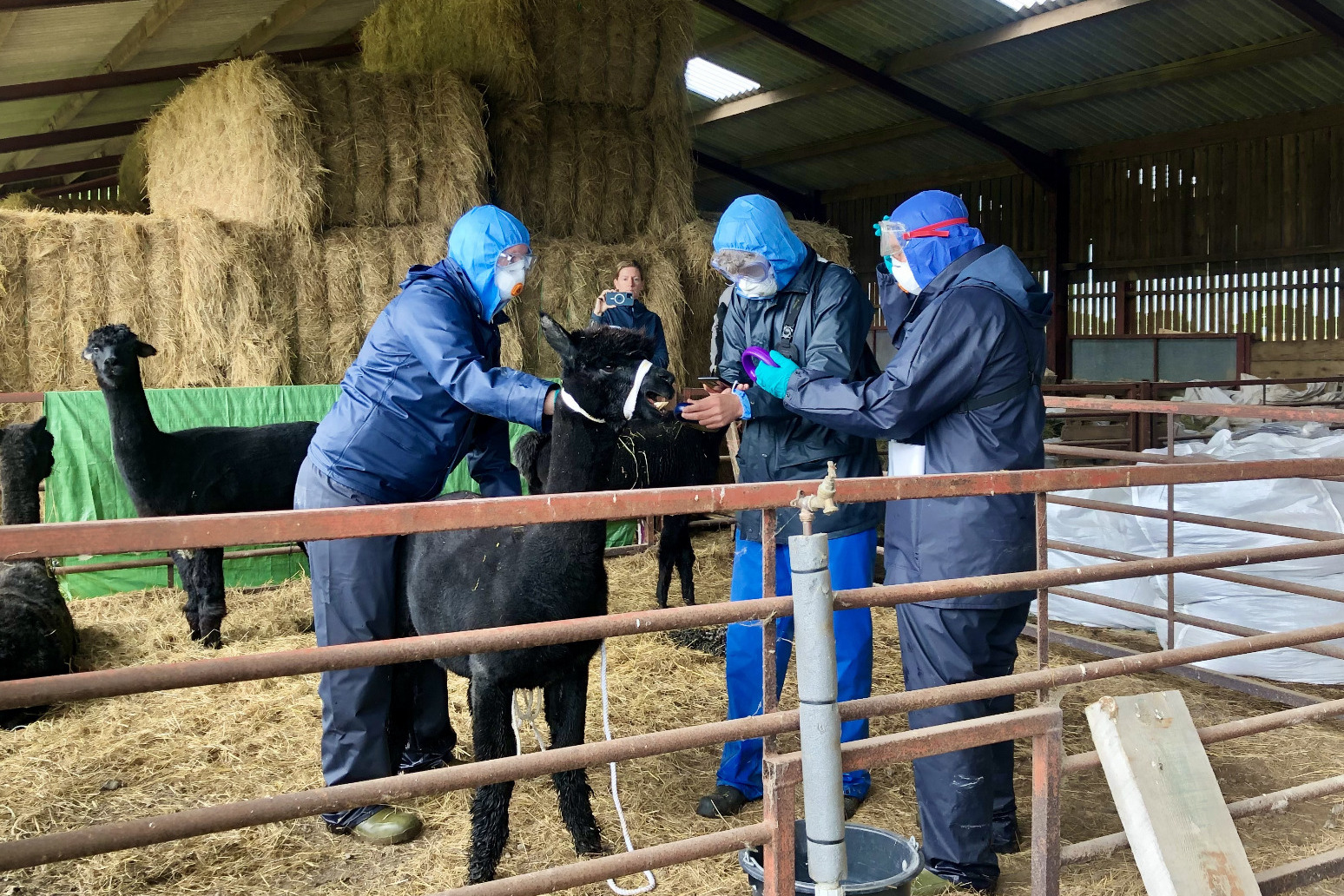Tests on Geronimo the alpaca fail to find source of bovine TB 