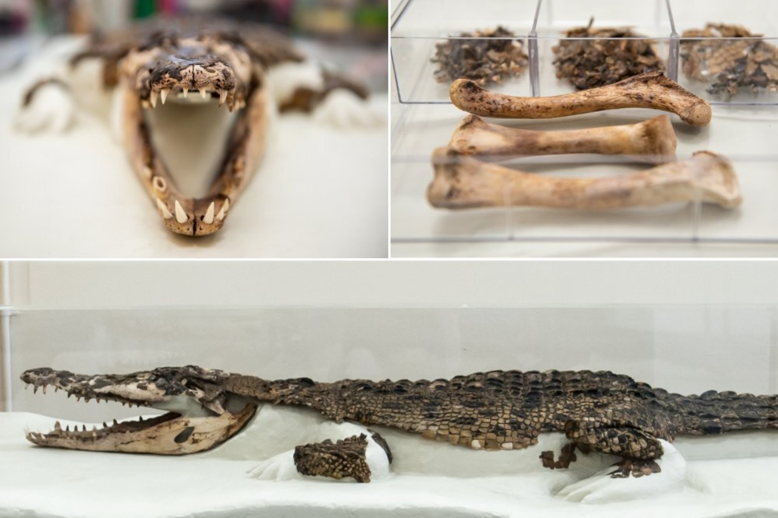 Crocodile found under school floorboards goes on display 