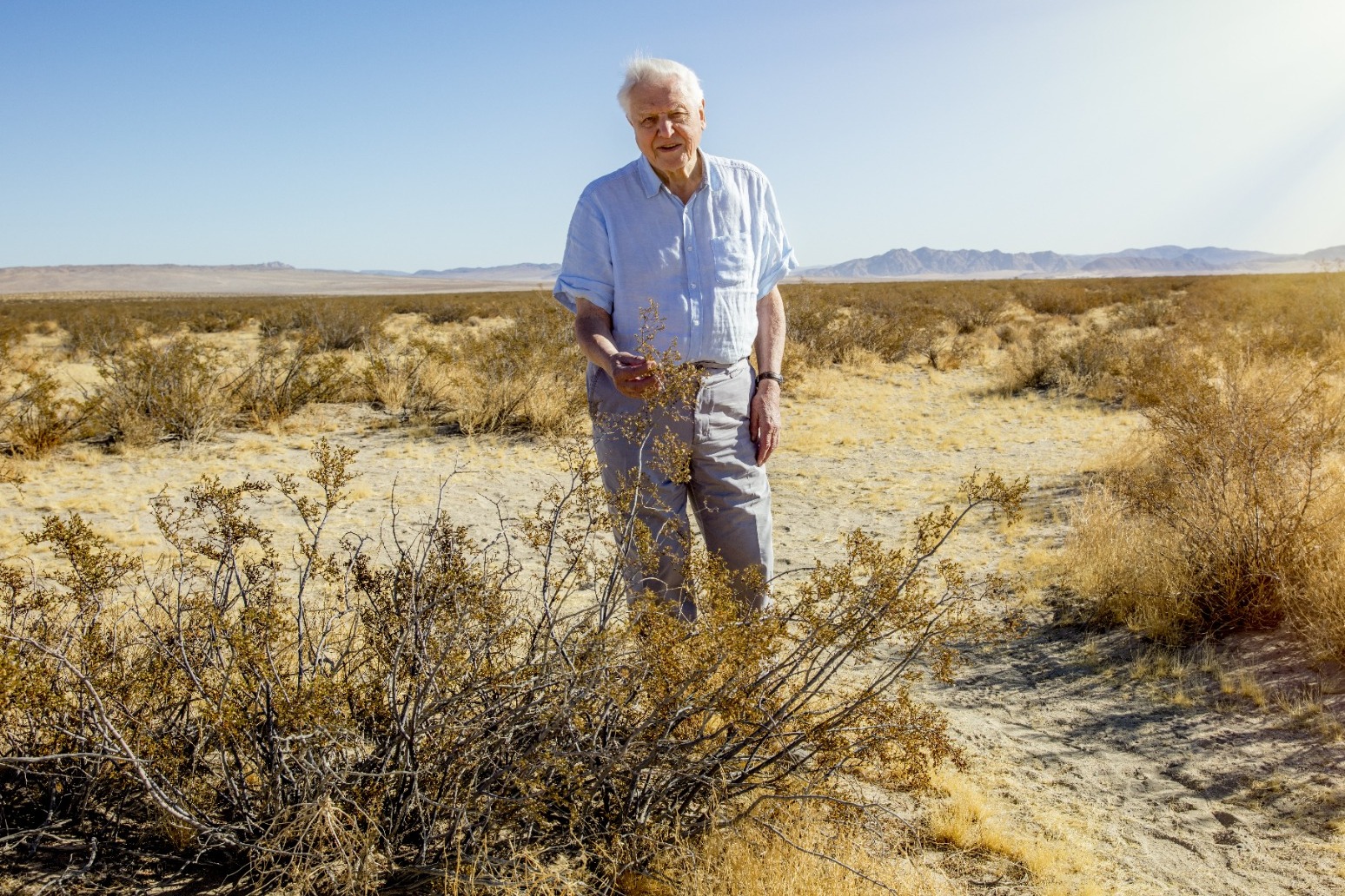 David Attenborough revisits desert plant he filmed 40 years previously 