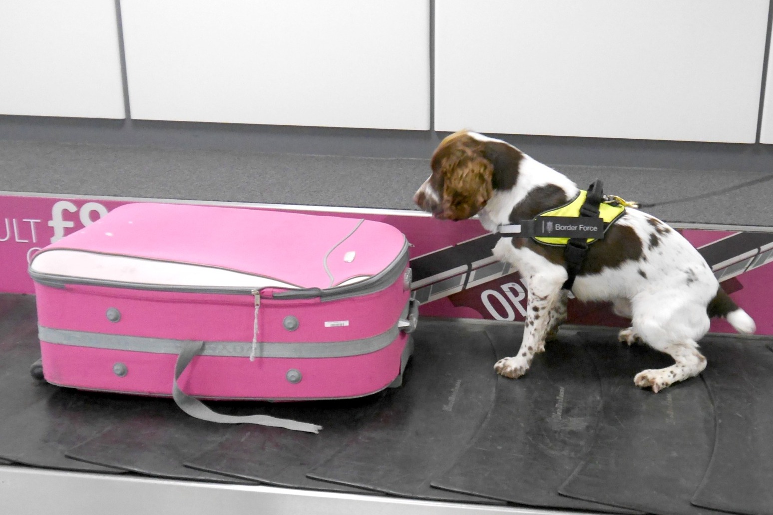 Detector dogs start work to help sniff out exotic diseases 