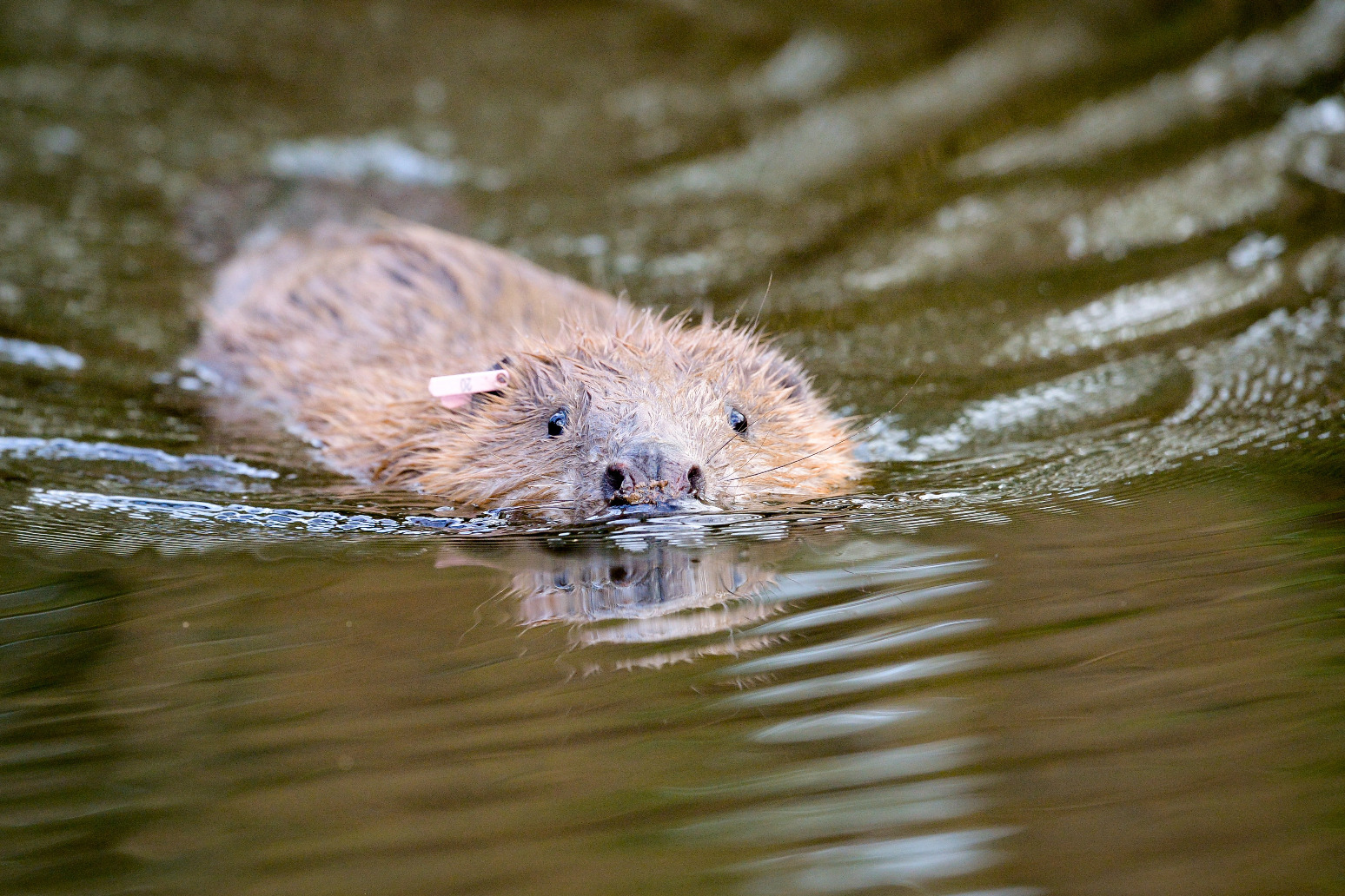 Beavers return to London in scheme to boost nature and reduce flood risk 