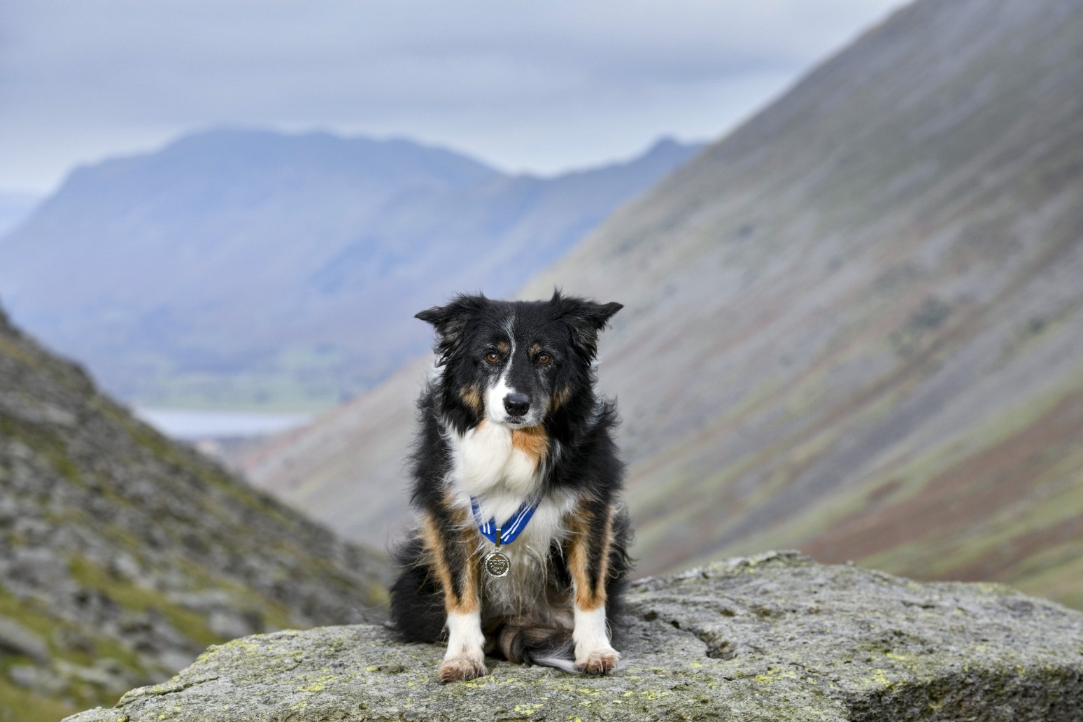 Mountain Rescue dog honoured for 11 years of service 