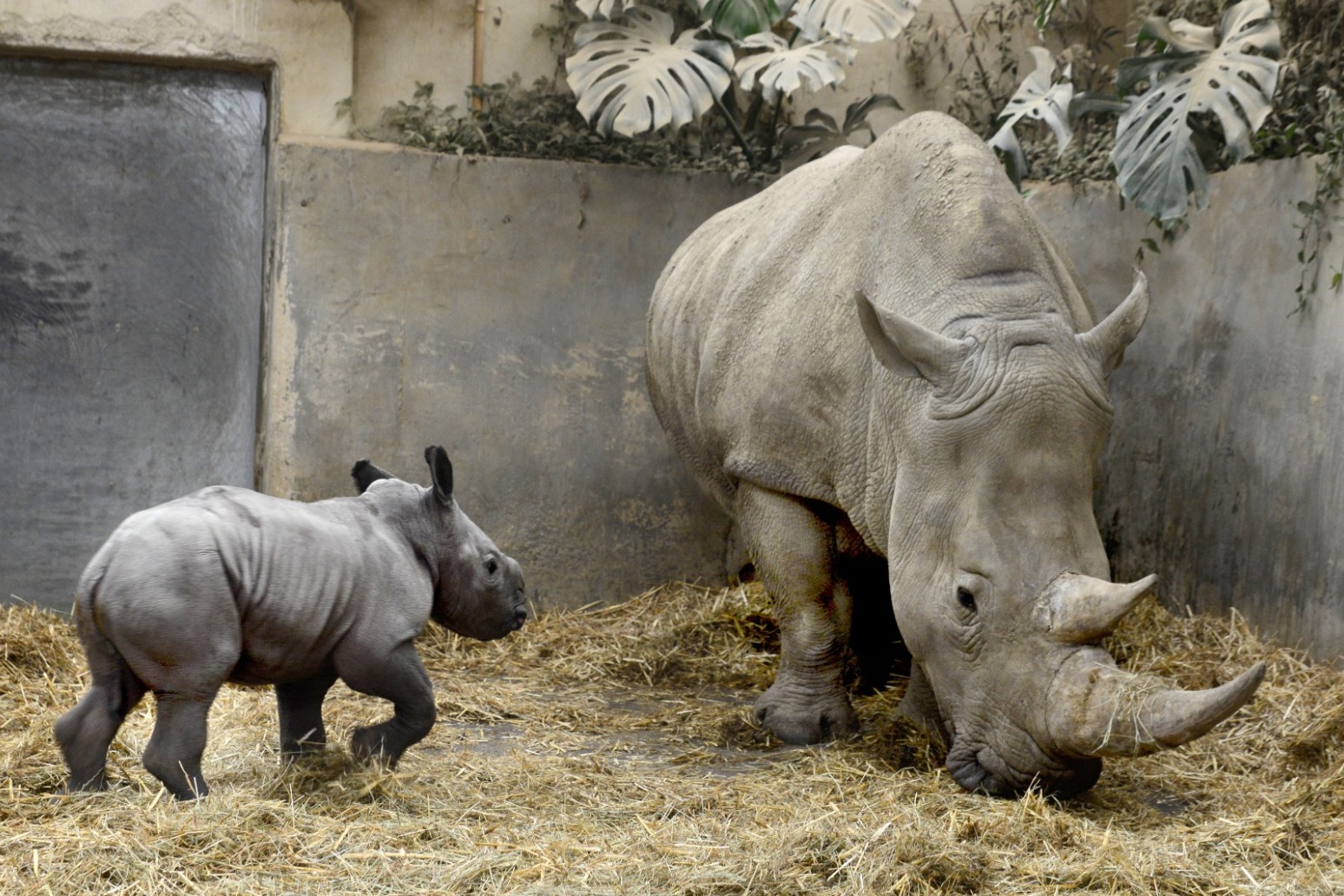 New-born white rhino named Queenie to mark the monarch’s Platinum Jubilee 