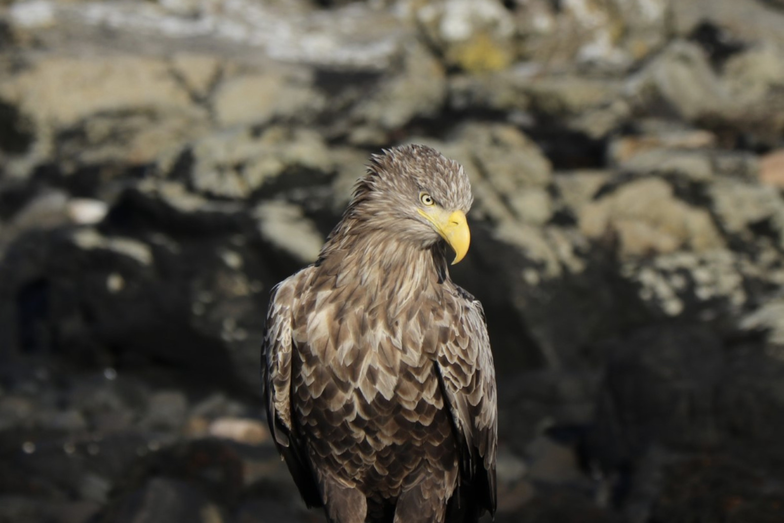 Sea eagle tourism generates economic benefit for Scottish island 