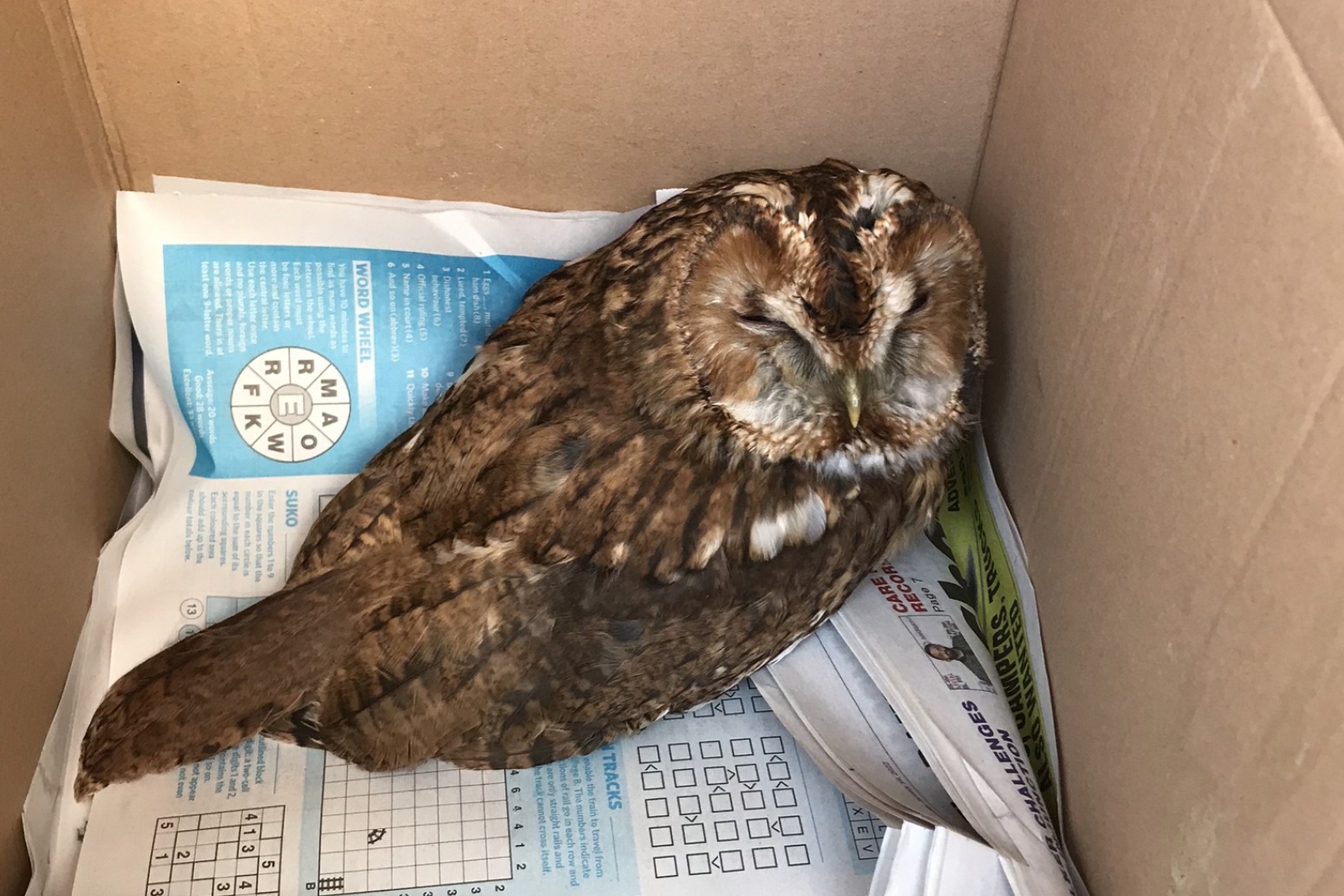 Tawny owl ‘will live to fly another night’ after encounter with pond netting 