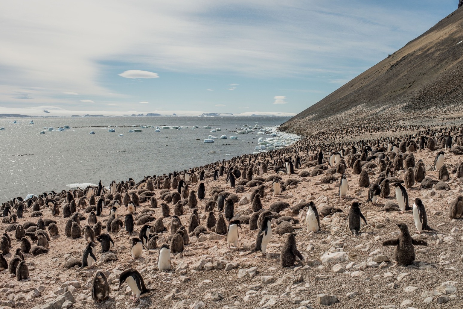 Staff wanted to watch penguins and run gift shop in Antarctica 