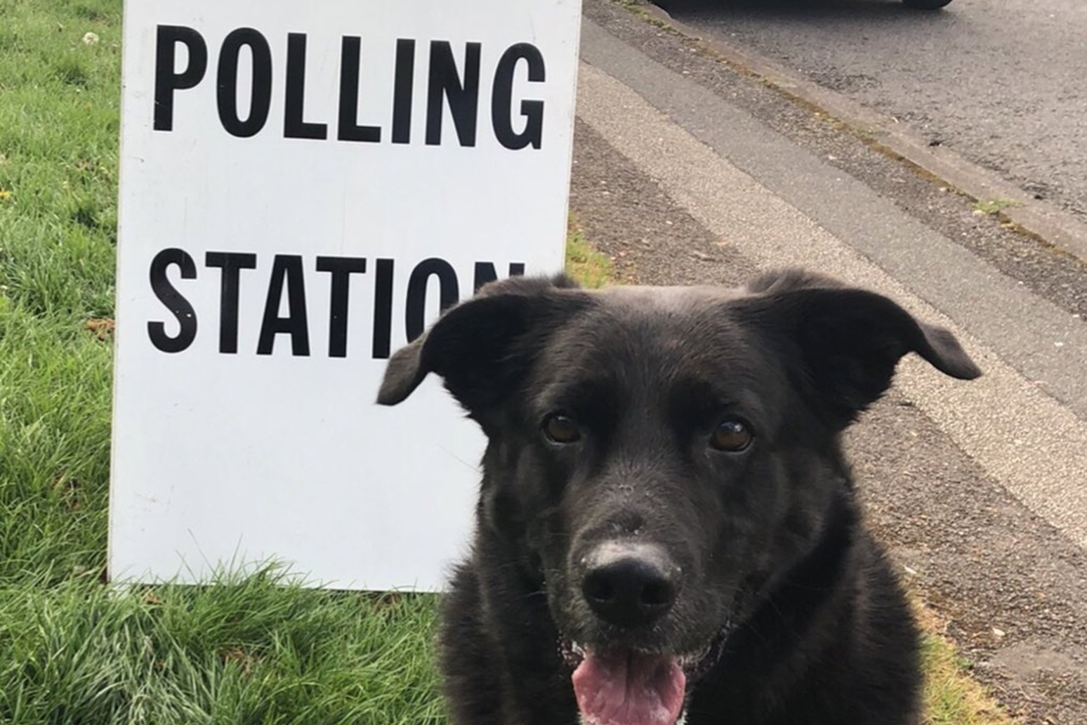 #DogsatPollingStations: Owners exercise their pets and democratic rights 