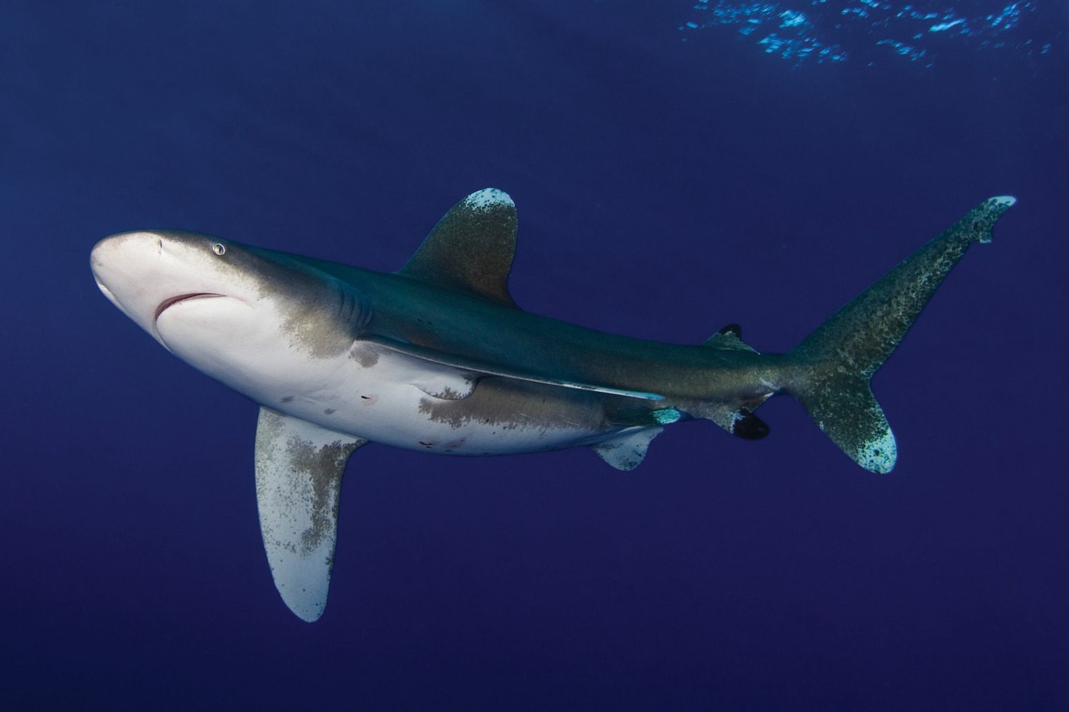 Great white sharks may have contributed to megalodon extinction, study suggests 