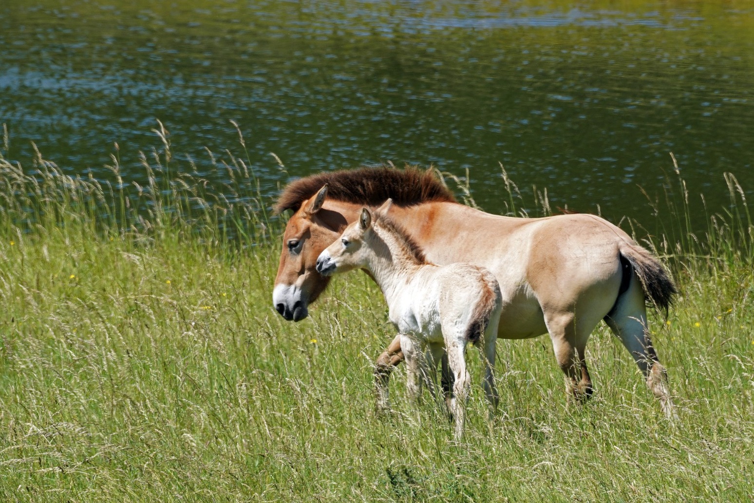 Rare Przewalski’s foal named Basil born at zoo in Hampshire 